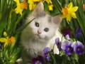Kitten Frühling Blumen Malerei von Fotos zu Kunst